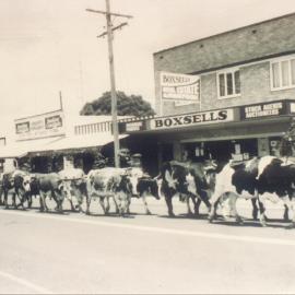 Bob McMurray's bullock train, Kenilworth, 1992