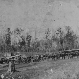 Bullock teams, Pomona Railway goods yard, Pomona, pre 1912