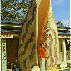 The Big Shell, Tewantin