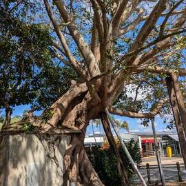 Fig Tree, Tewantin Memorial Park, Tewantin, 1 September 2026