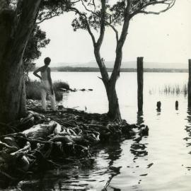 Elanda Point Wharf piles, Como, 1980s