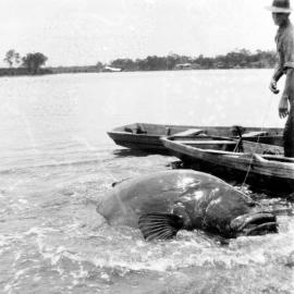 Hauling in giant grouper, Noosa River, Tewantin, November 1935 