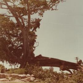 Fig Tree damaged, Tewantin Memorial Park, Tewantin, 1981 
