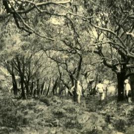 Bracken-carpeted forest, behind Devil's Kitchen Headland, Noosa National Park, Noosa Heads, 1933