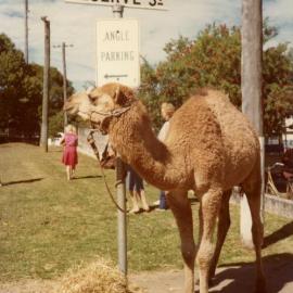 Camel, Reserve Street, Pomona, 1980s