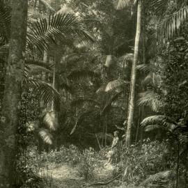 Enjoying a rainforest walk