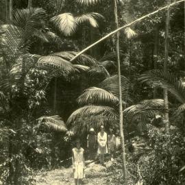Enjoying a rainforest walk