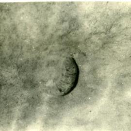 Beche-de-mer (Sea Cucumber), 1952