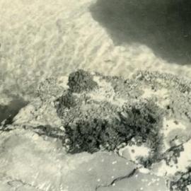 Fairy Pools, Noosa National Park, Noosa Heads, 1952