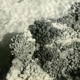 Fairy Pools, Noosa National Park, Noosa Heads, 1952