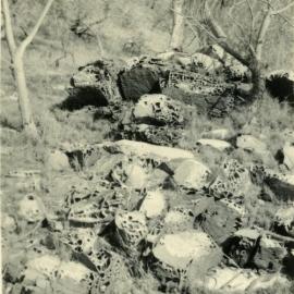 Eroded stones, Noosa National Park, Noosa Heads, 1952