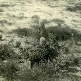 Banksia, Noosa National Park, Noosa Heads, 1952