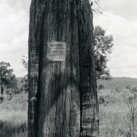 Aboriginal Canoe Tree, Lake Cooroibah Road, Cooroibah, April 1977