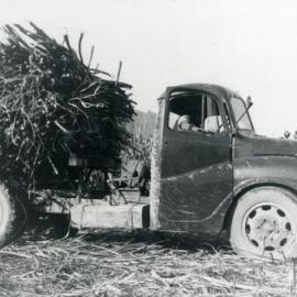 Burned off sugar cane, Coolum area, ca 1968