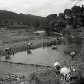 Cattle, Unknown location