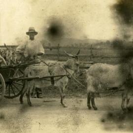 Toopie Edmonds transporting wood with a goat drawn cart