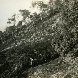 Cleared hillside rear of 'Noosa Vale', Noosa Heads