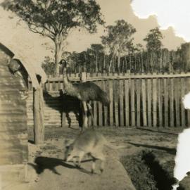 Ernie Emu and Wallaby, Waikerie Fauna Reserve, Tewantin