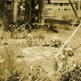 Garden, 'Beachview' Flats, Noosa Heads