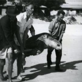 Athol Bennett (l), Sea Turtle rescue, Noosa Main Beach, Noosa Heads, 1949