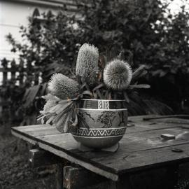 Banksia flowers, 1970s
