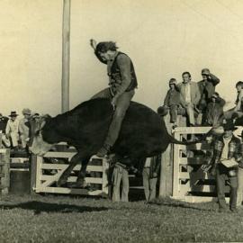 Bull riding, Noosa Rodeo,  Weyba Ranch, Sunset Drive, Noosa Heads, ca June 1972 