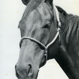 Del Rio AA, Horse Portrait, 1976