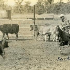 Cow cutting, Noosa Rodeo, Weyba Ranch, Sunset Drive, Noosa Heads, 1975