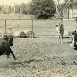 Cow cutting, Noosa Rodeo, Weyba Ranch, Sunset Drive, Noosa Heads 1975