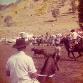 Bulldogging, Noosa Rodeo, Weyba Ranch, Sunset Drive, Noosa Heads