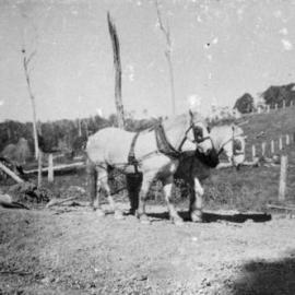 Mr Edgar WG Playford building Pomona Connection Rd with his horses and scoop, Kin Kin