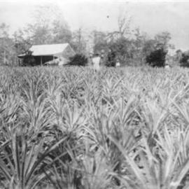 Depper's pineapple farm
