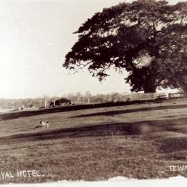 Fig tree with river views, Tewantin, ca 1900