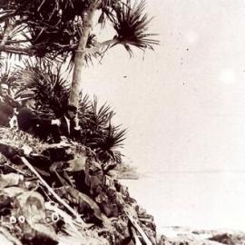 Daytrippers under a pandanus tree, Noosa Heads, ca 1920