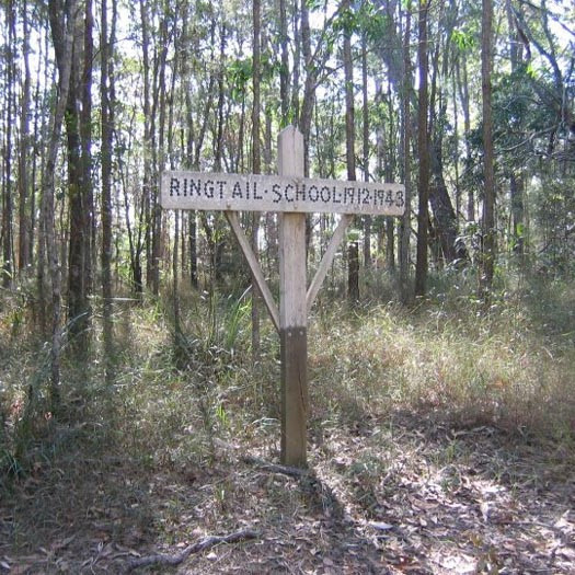 Ringtail School