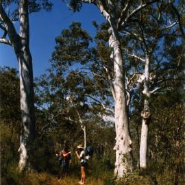 Cooloola Wilderness Trail, Great Sandy National Park, ca 1990s