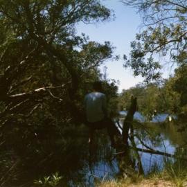 Cooloola Wilderness Trail, Great Sandy National Park, ca 1990s