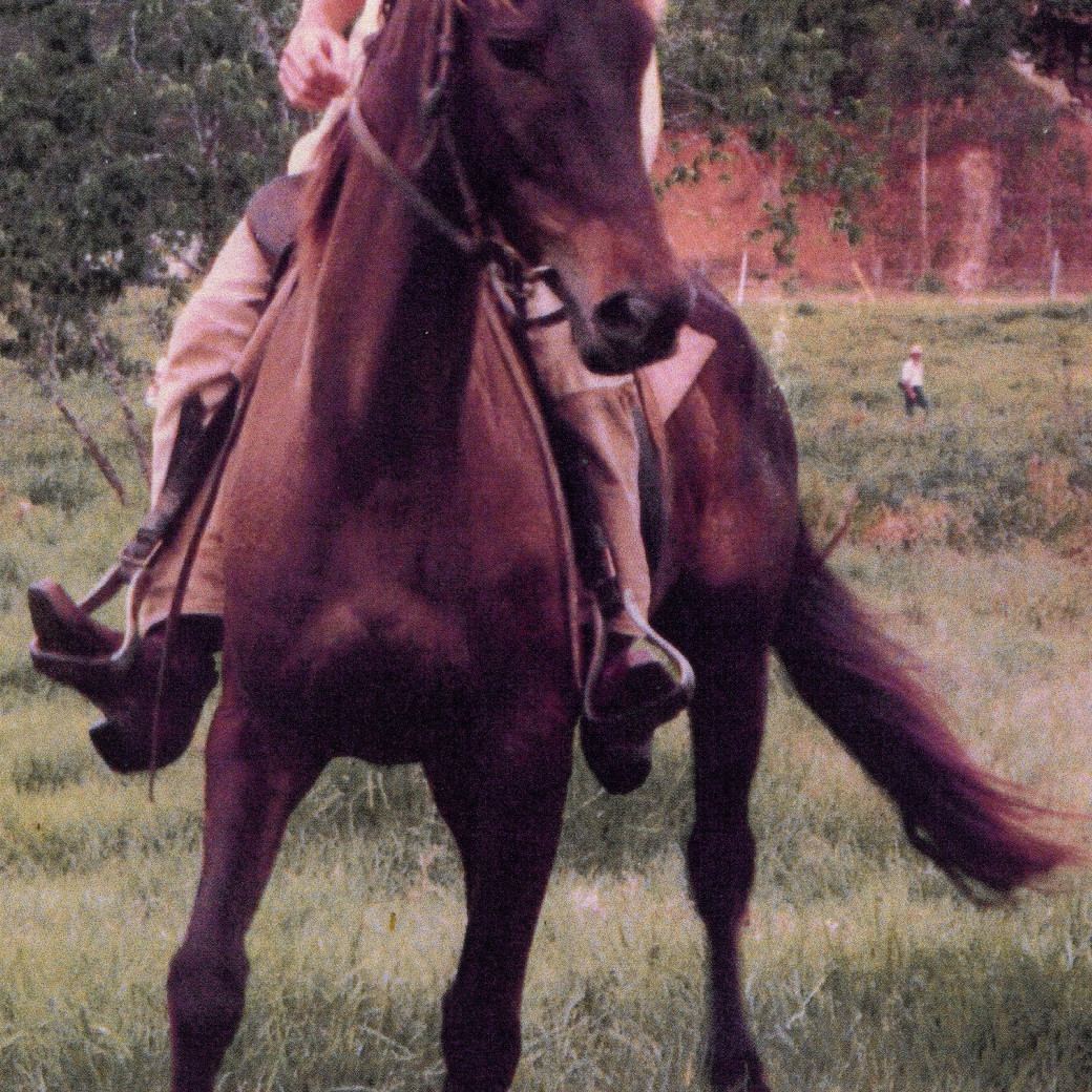 Tiki the Horse