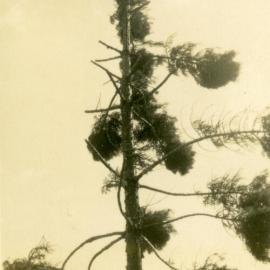 Broken branches,  hoop pine after cyclone, 'Pinevale', Bayview Road, Noosa Heads, 21 February 1954