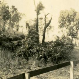 Damaged trees after the cyclone, 'Pinevale', Bayview Road, Noosa Heads, 21 February 1954
