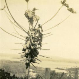 Damaged pawpaw tree  after cyclone, 'Pinevale, Bayview Road, Noosa Heads, 21 February 1954