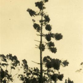Damaged hoop pine after cyclone, Noosa Heads, 21 February 1954