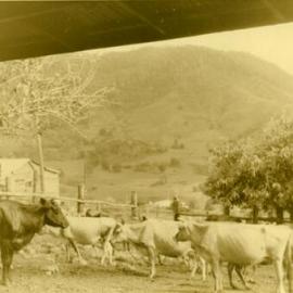 Cows through the window, Neundorf's Farm, 17 December 1967