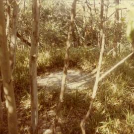 Aboriginal 'Bora Ring', Noosa National Park, Noosa Heads, 24 July 1981