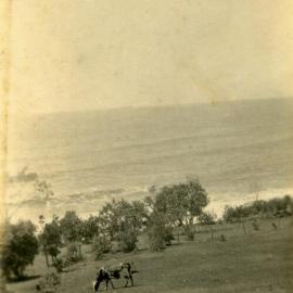 Cow by the shore, ca 1920s