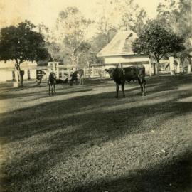 Cows in a paddock, ca 1920s