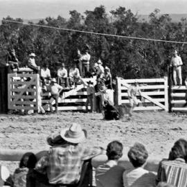 Calf roping, Noosa Rodeo, Weyba Ranch, Sunset Drive, Noosa Heads, 10 June 1969