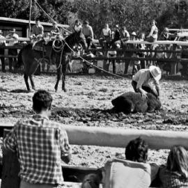 Calf roping, Noosa Rodeo, Weyba Ranch, Sunset Drive,  Noosa Heads, 10 June 1972