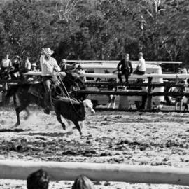 Calf roping, Noosa Rodeo, Weyba Ranch, Sunset Drive,  Noosa Heads, 10 June 1972