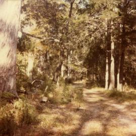 Bushland track, 'Restdown', Noosa River, 25 September 1987
